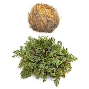 Йерихонска роза, 1 бр х 100 g